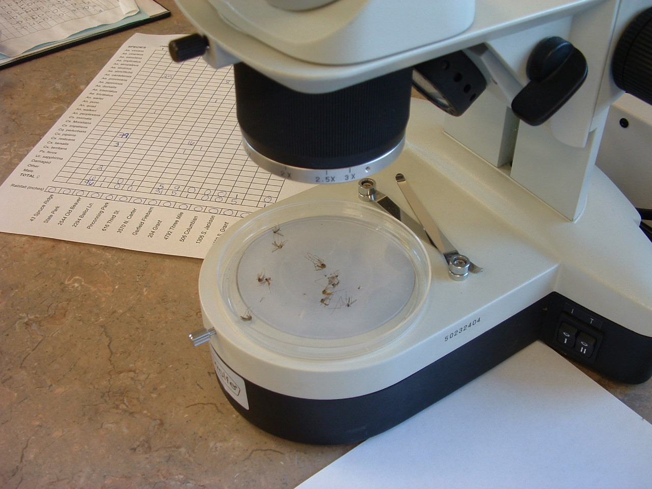 Adult Mosquito Surveillance